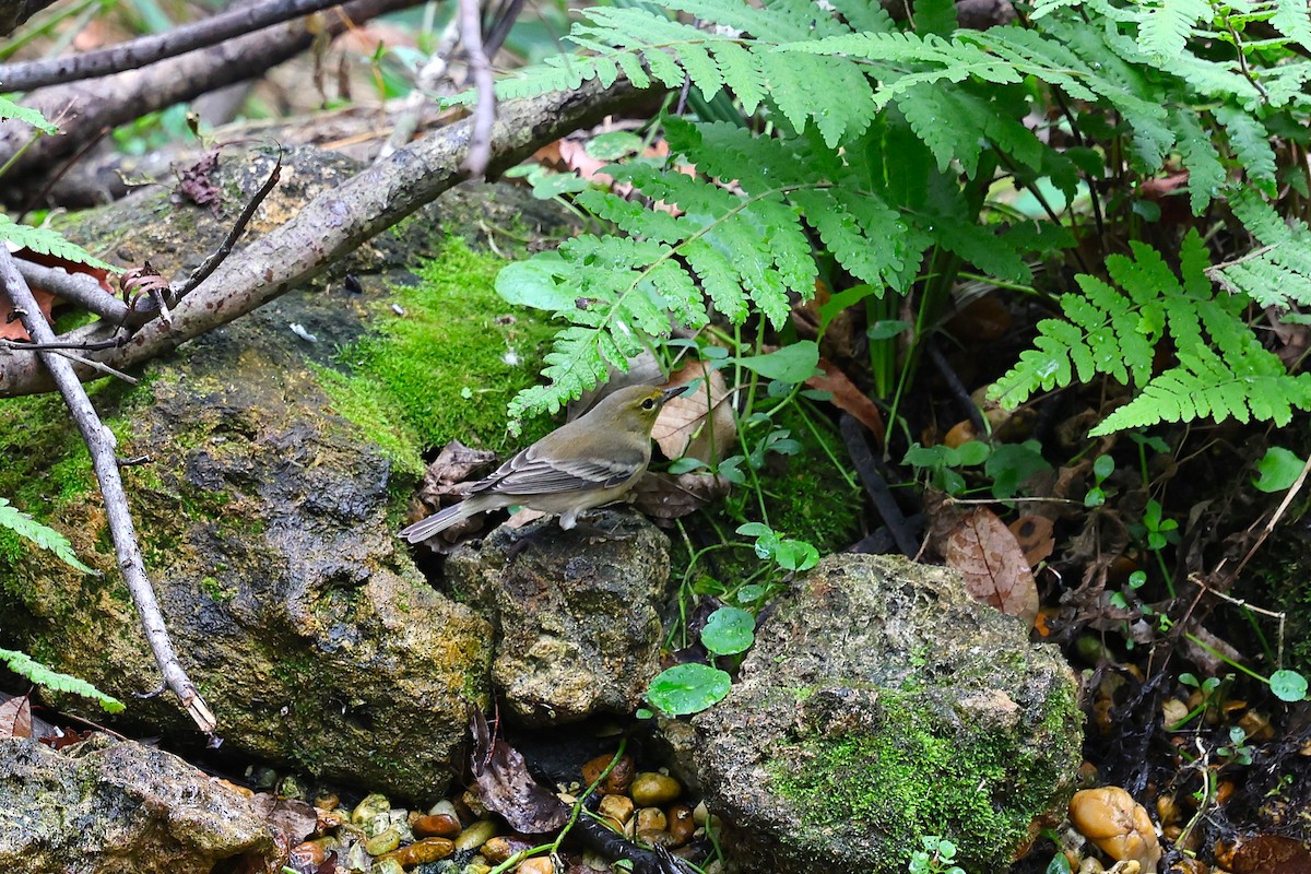 Kiefernwaldsänger - ML646421278