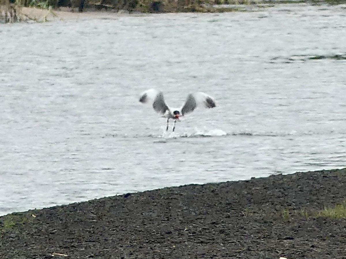 裏海燕鷗 - ML646421281