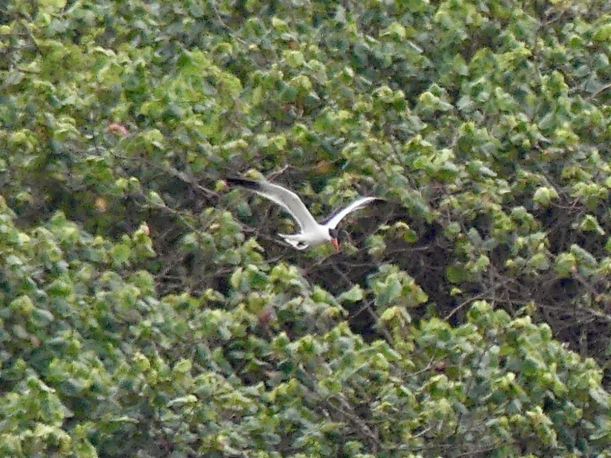 裏海燕鷗 - ML646421282