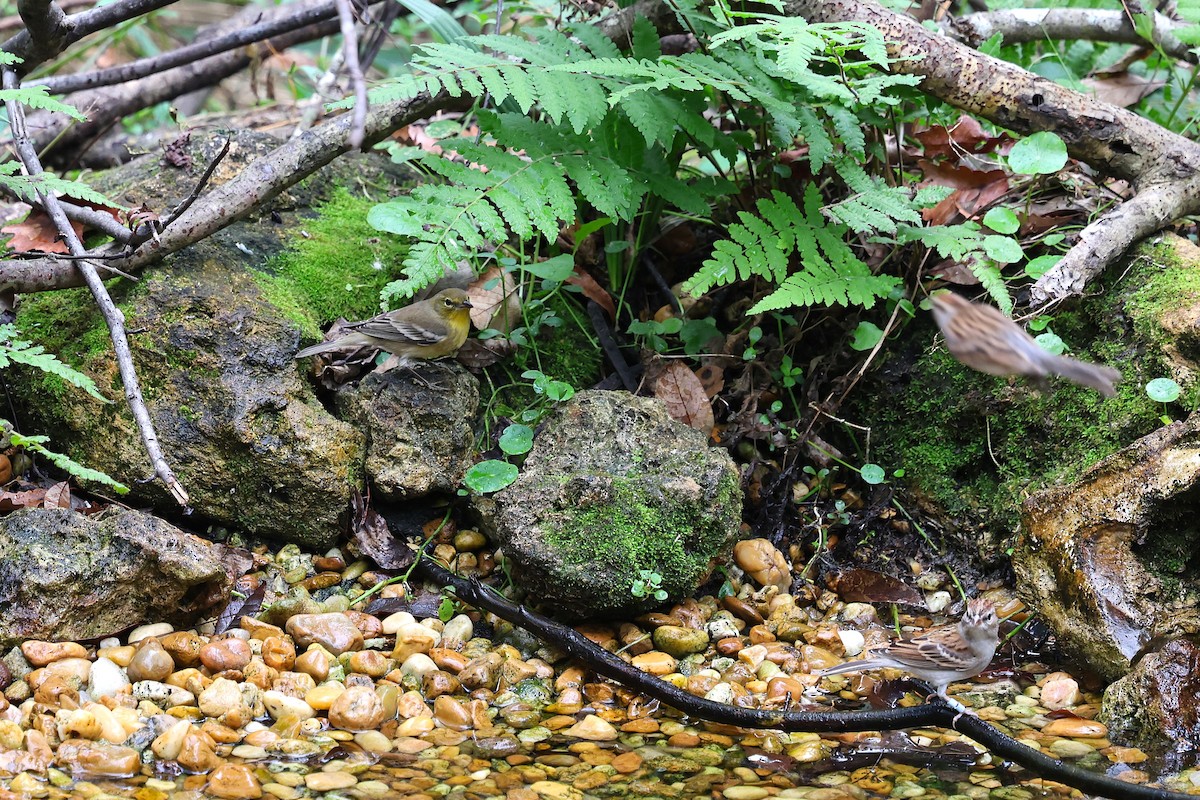 Kiefernwaldsänger - ML646421283