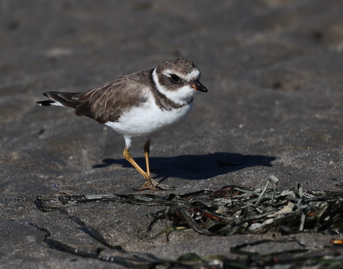Semipalmated Plover - ML646421284
