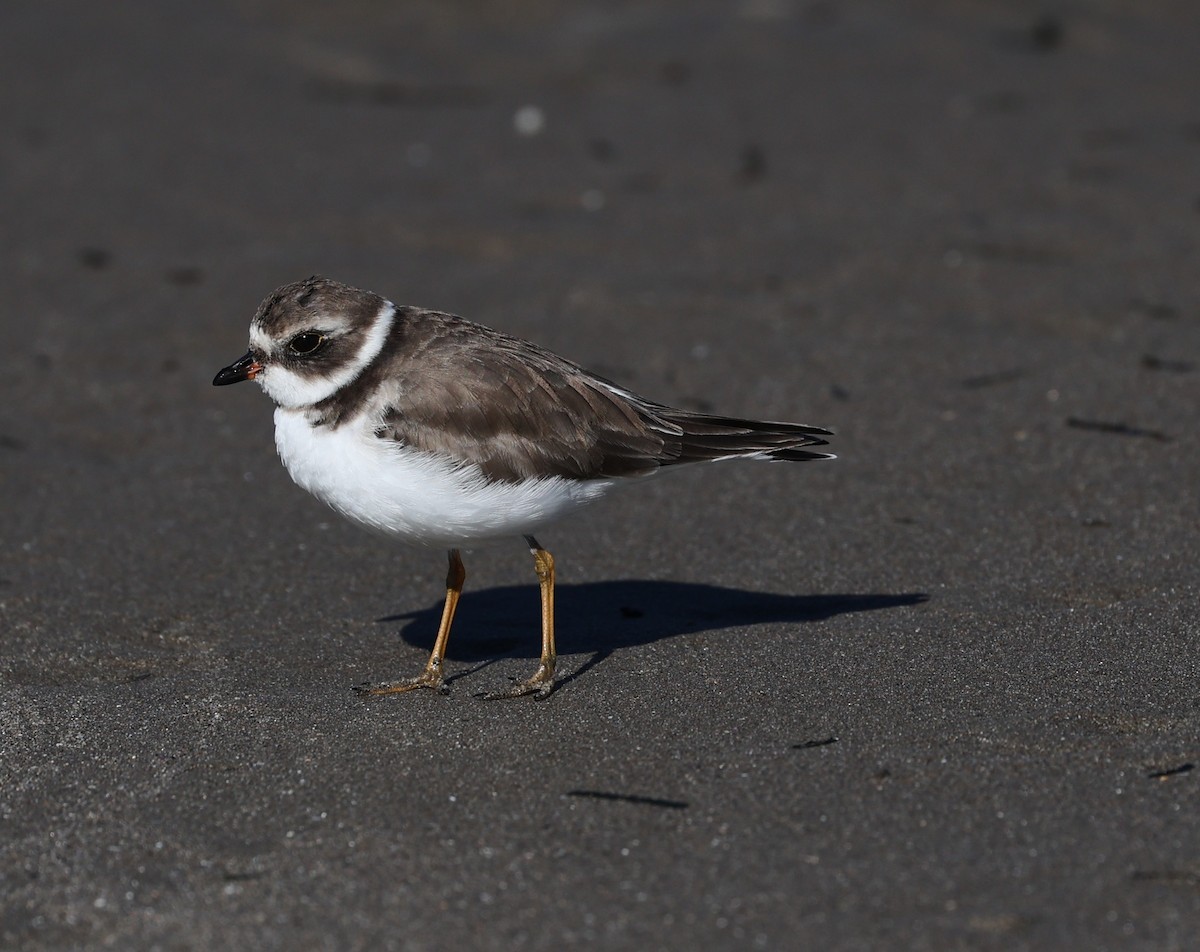 Semipalmated Plover - ML646421285