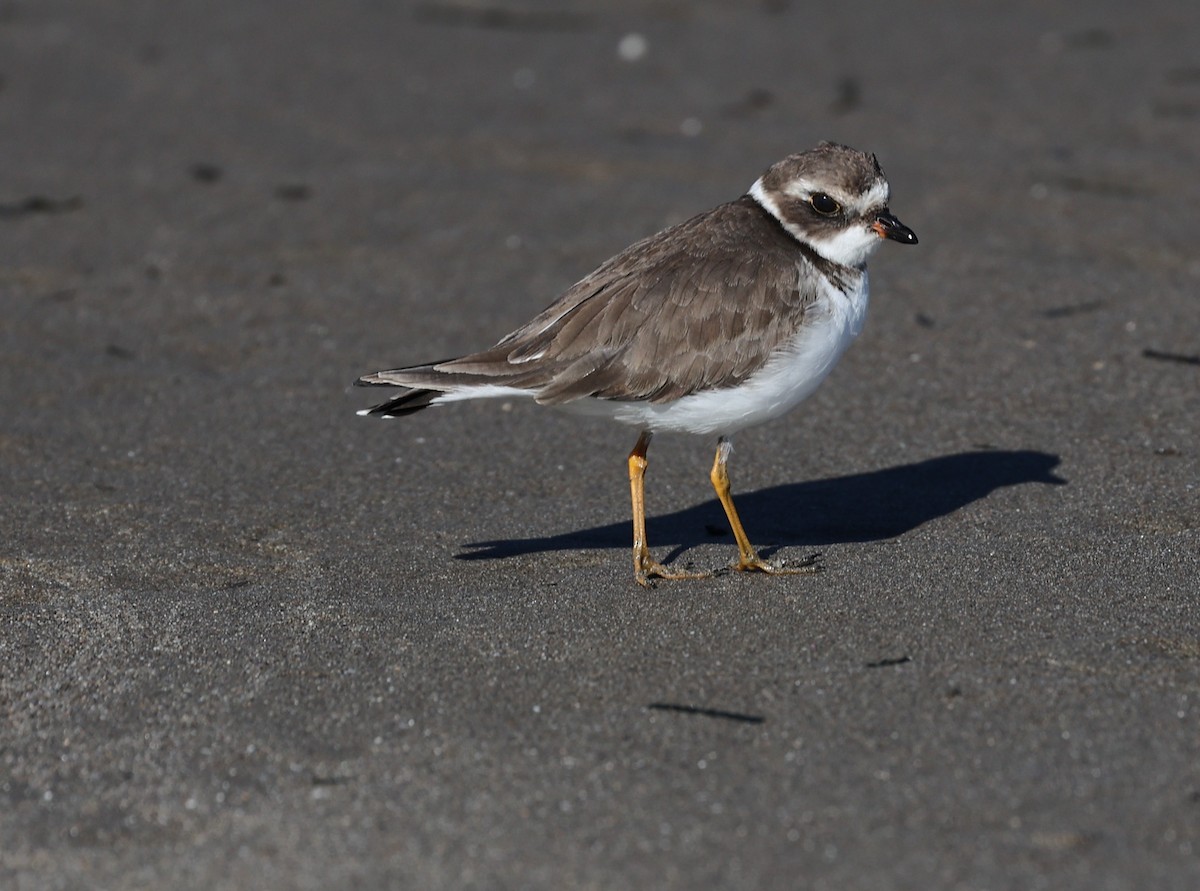 Semipalmated Plover - ML646421286