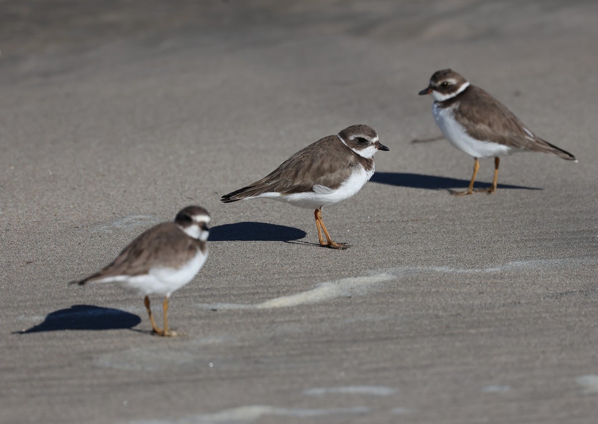 Semipalmated Plover - ML646421287