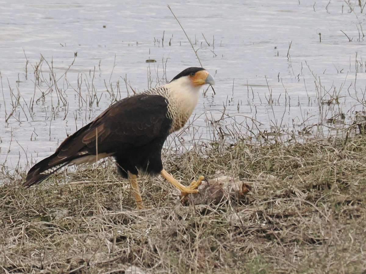 Crested Caracara (Northern) - ML646421288