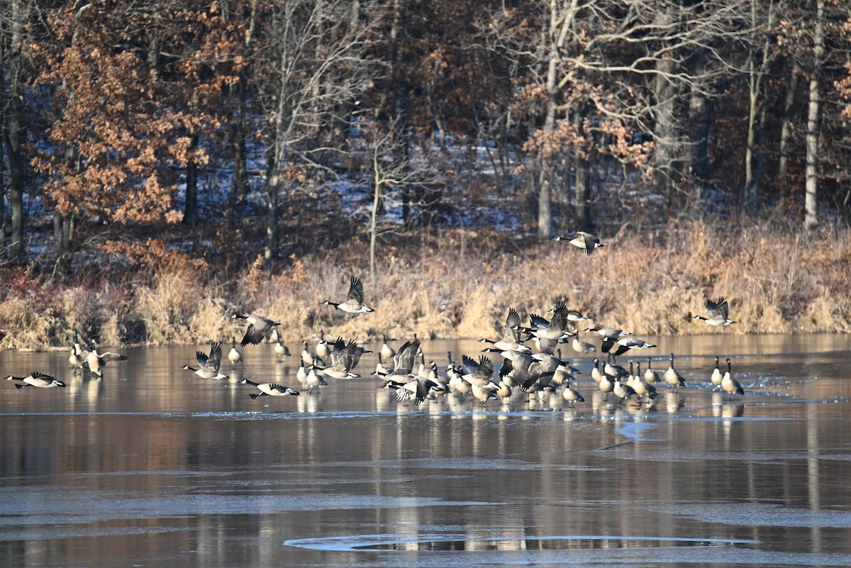Canada Goose - ML646421299