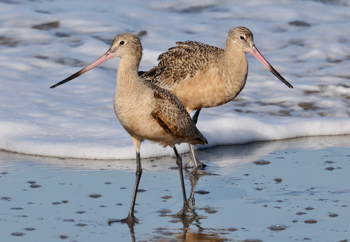 Marbled Godwit - ML646421300