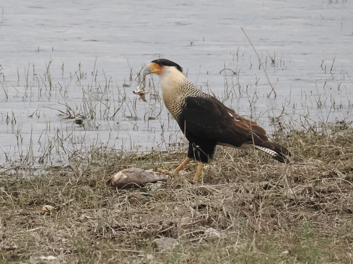 Crested Caracara (Northern) - ML646421301