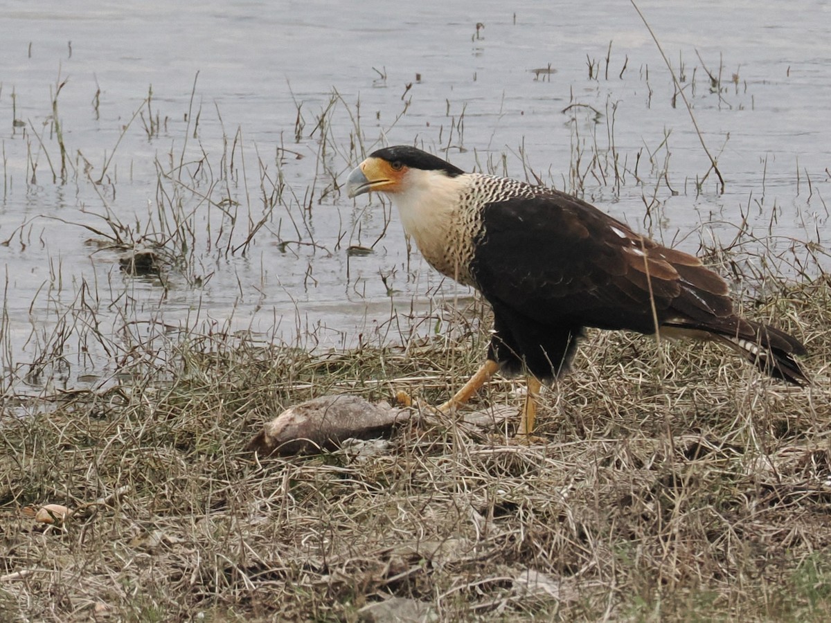 Crested Caracara (Northern) - ML646421304