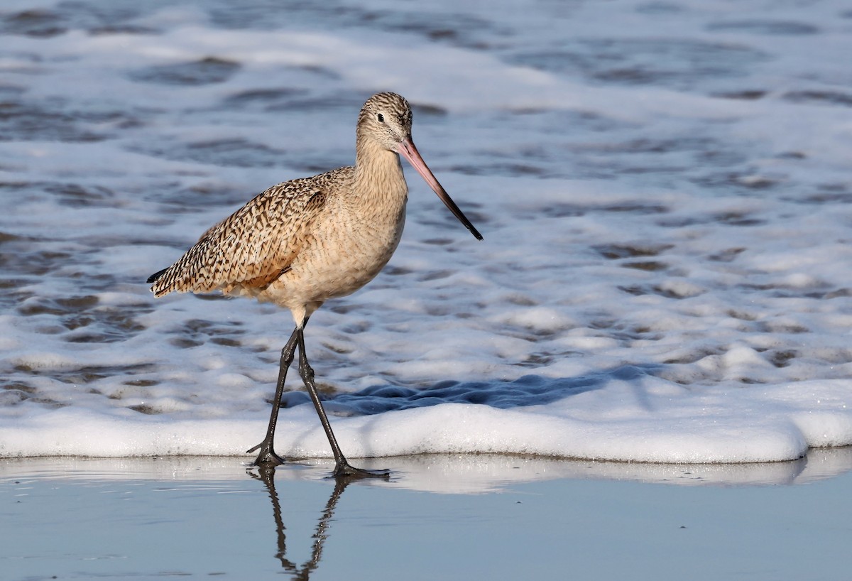 Marbled Godwit - ML646421305