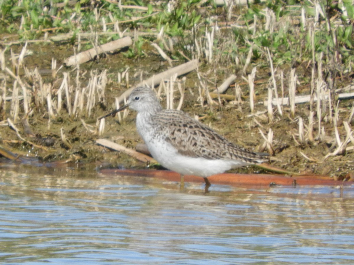 Marsh Sandpiper - ML646421306