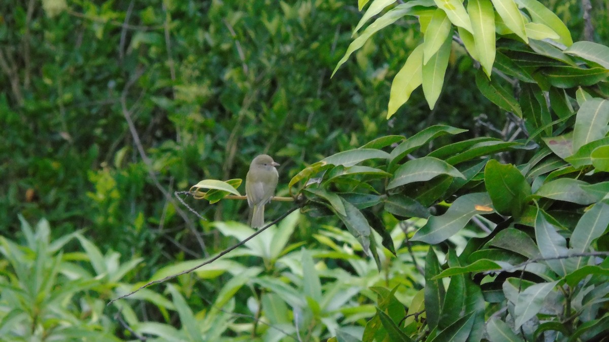 Scrub Greenlet - ML646421307