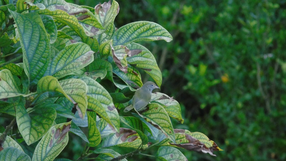 Scrub Greenlet - ML646421308