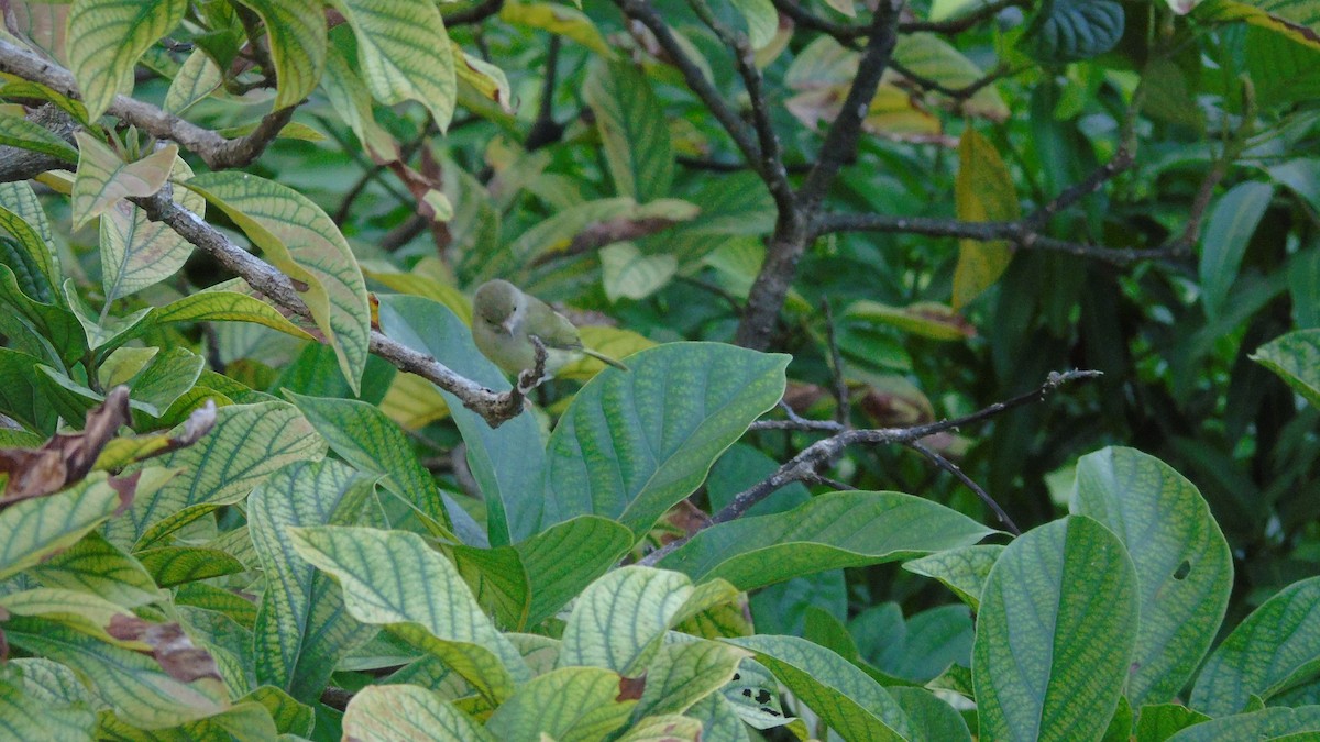 Scrub Greenlet - ML646421309