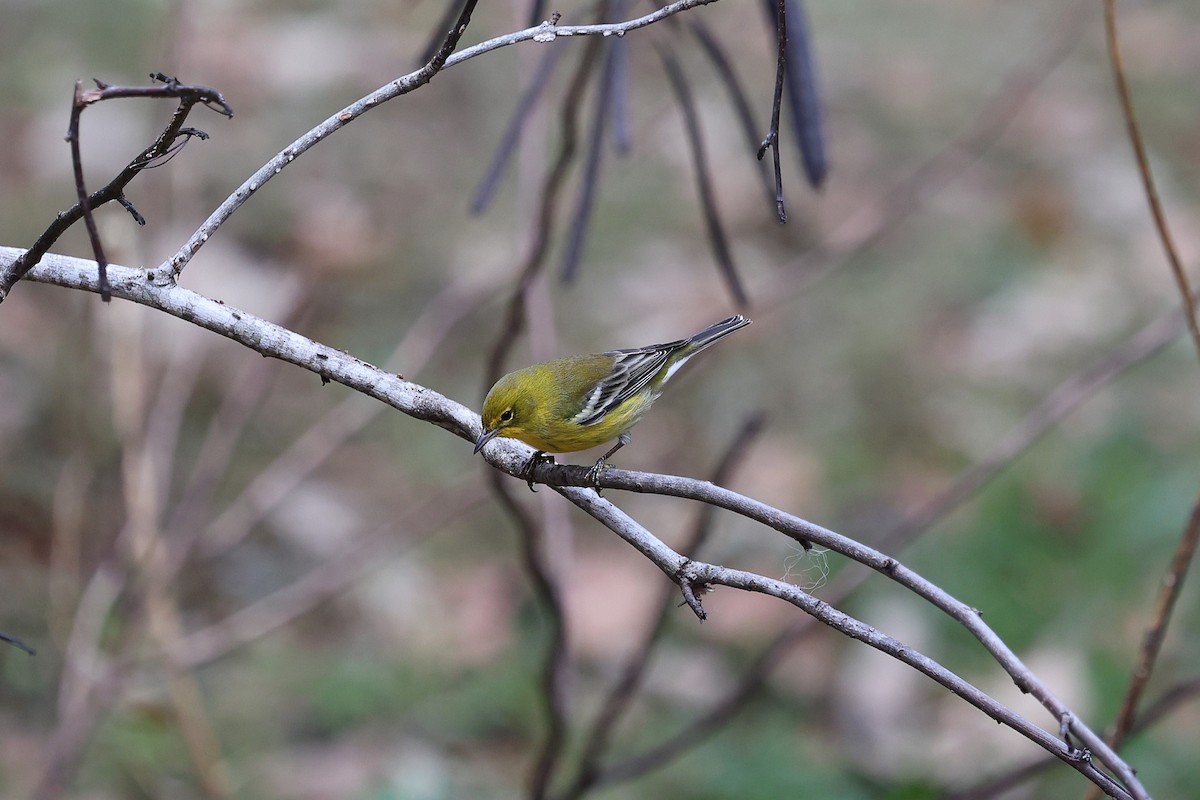 Kiefernwaldsänger - ML646421310