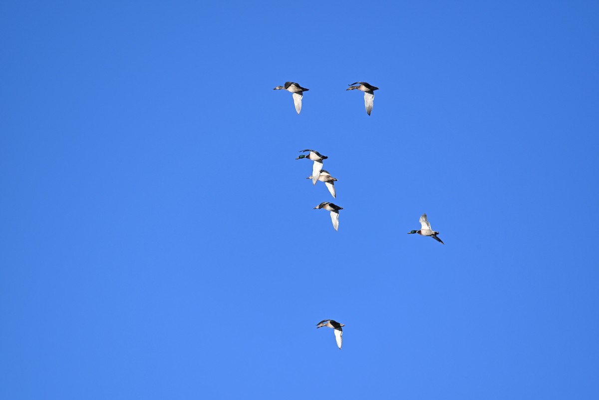 Mallard - ML646421312