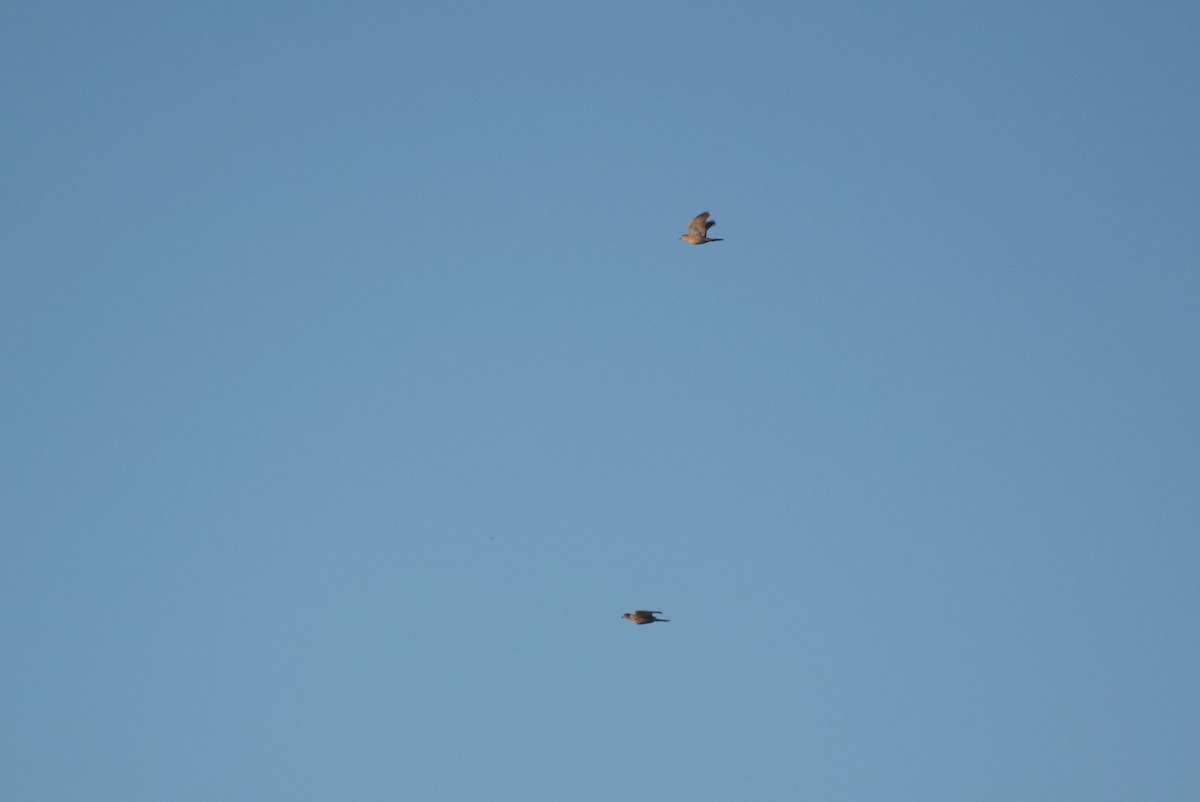 Plain Pigeon - ML646421314