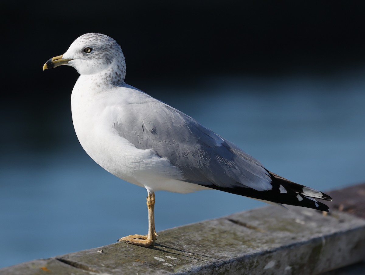 Ring-billed Gull - ML646421315