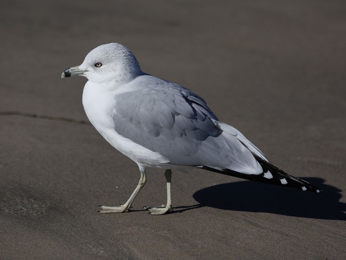 Ring-billed Gull - ML646421316