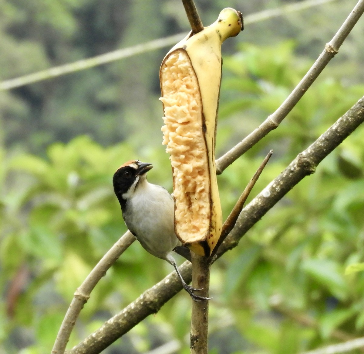 White-winged Brushfinch - ML646421317