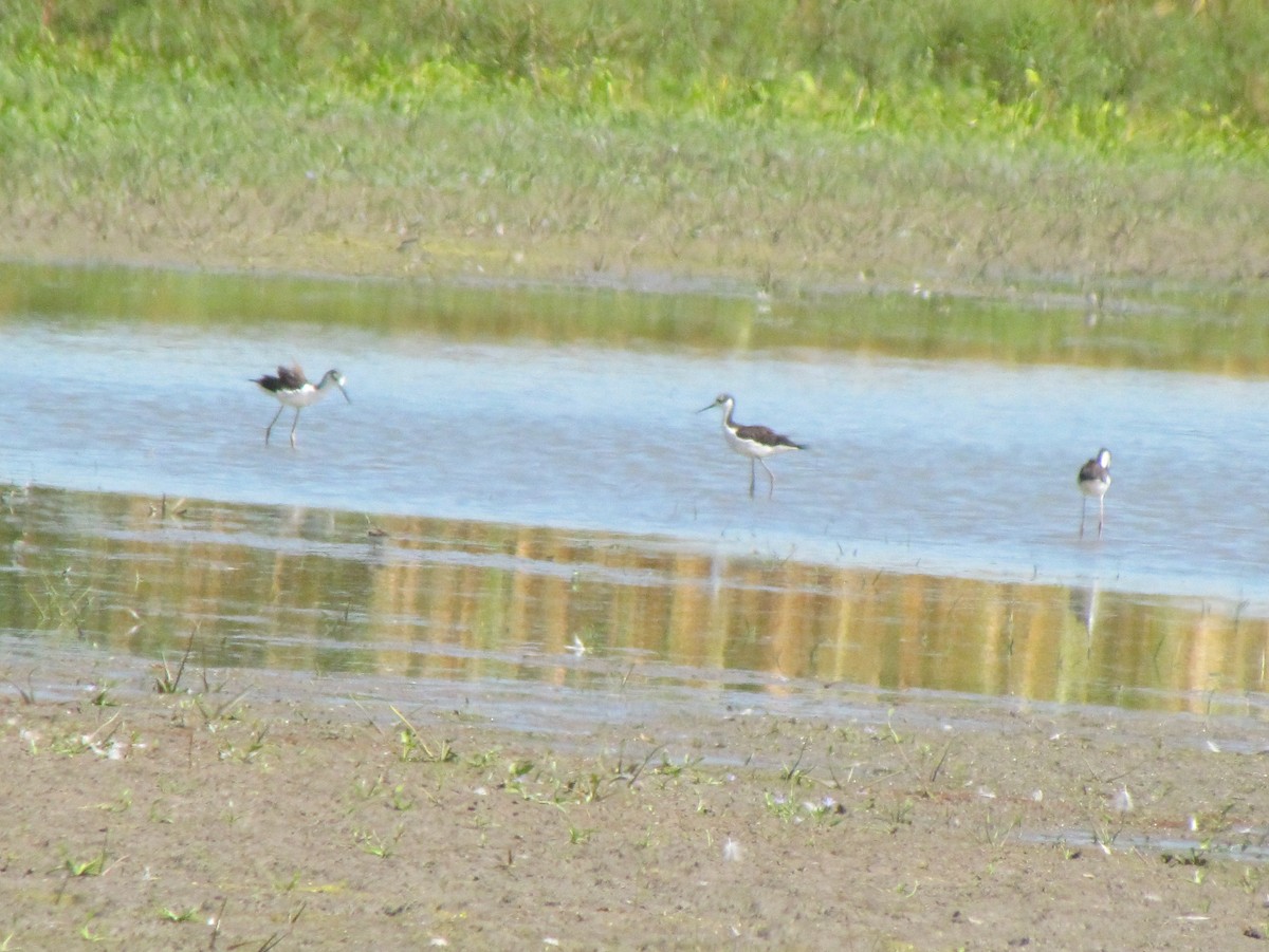 Black-necked Stilt - ML646421318