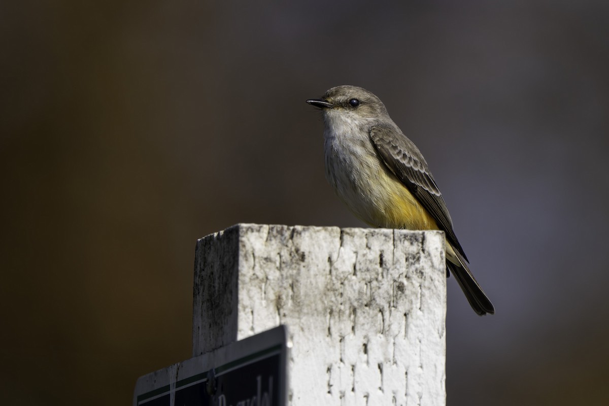 Vermilion Flycatcher - ML646421319