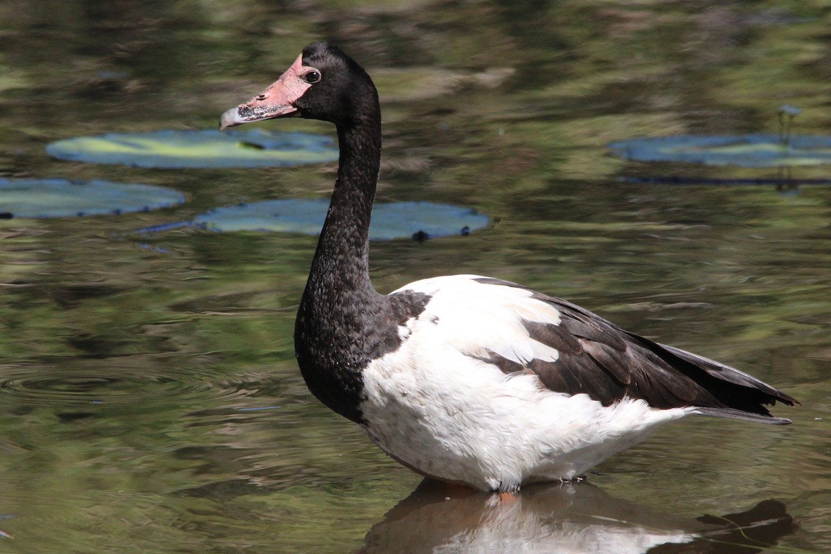 Magpie Goose - ML646421320