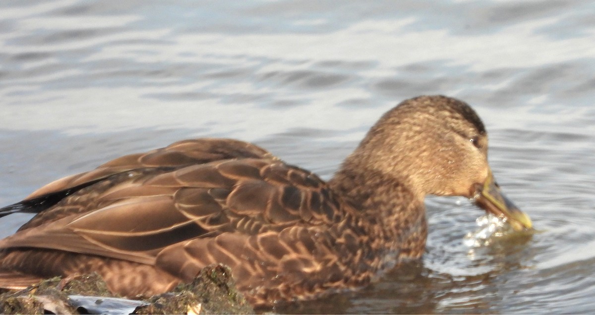 American Black Duck - ML646421321