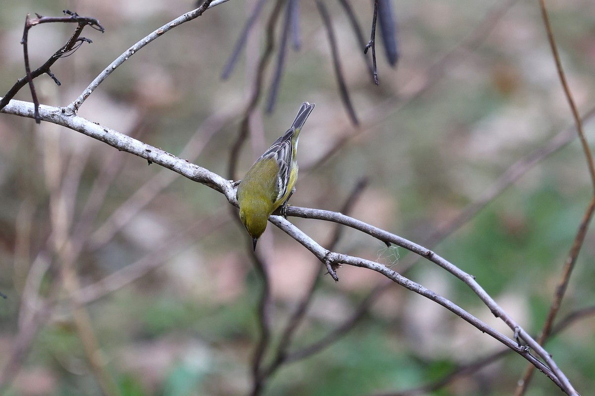 Kiefernwaldsänger - ML646421324