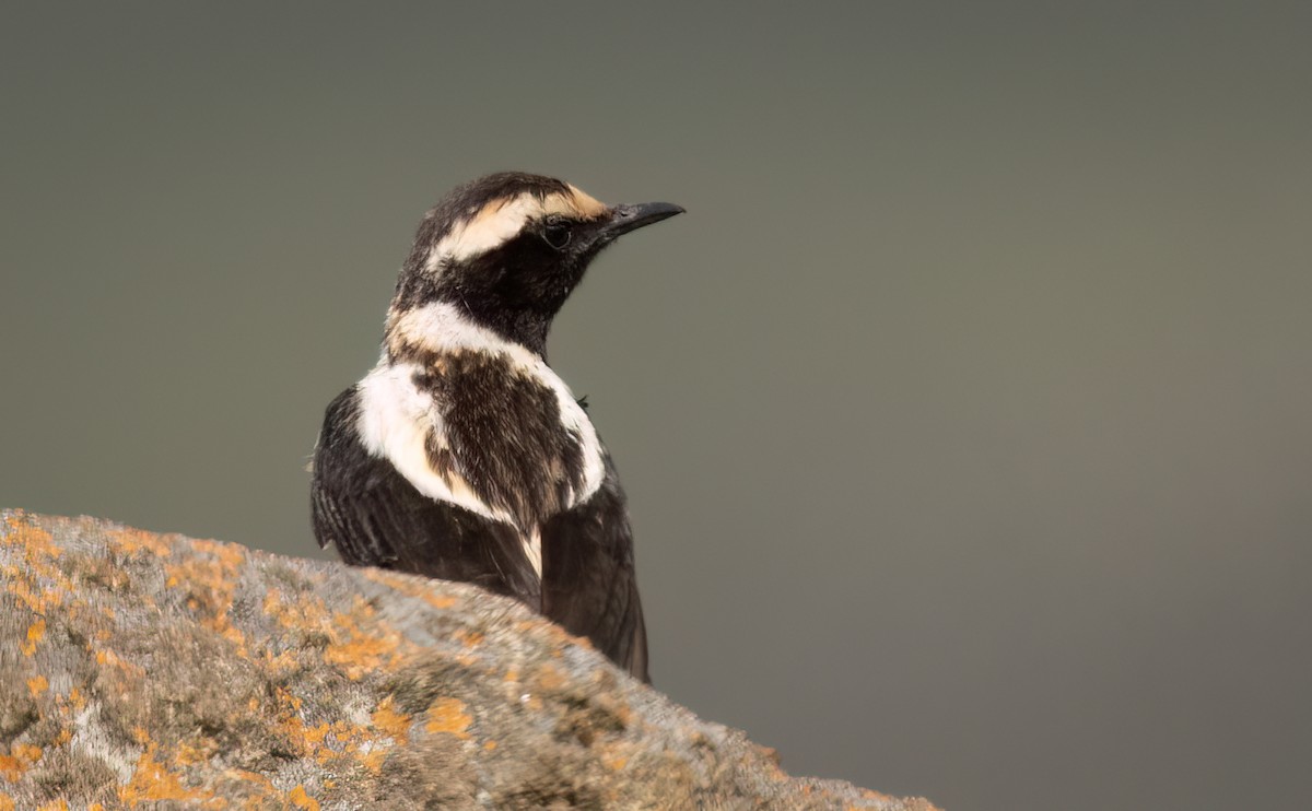 Buff-streaked Chat - ML646421327