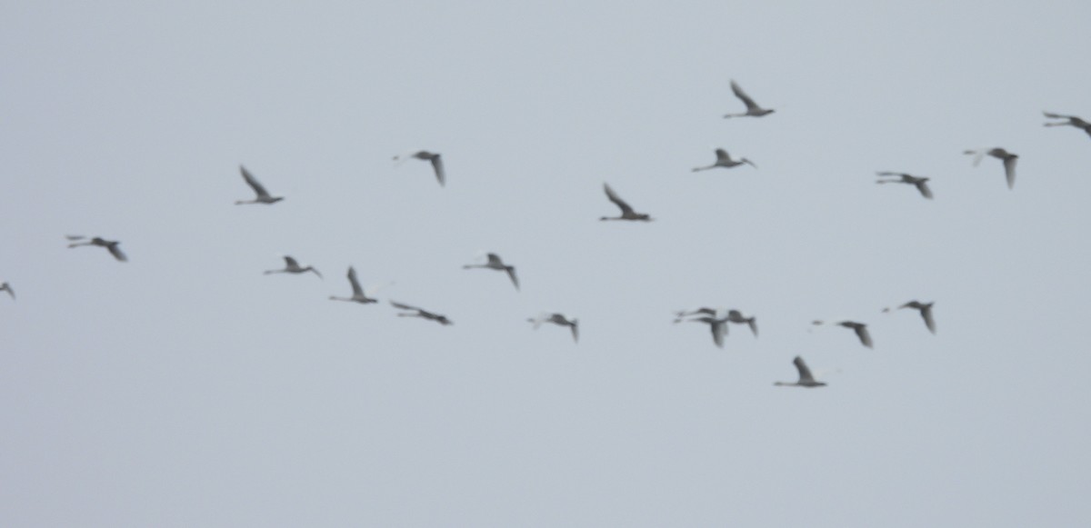 Tundra Swan (Whistling) - ML646421328