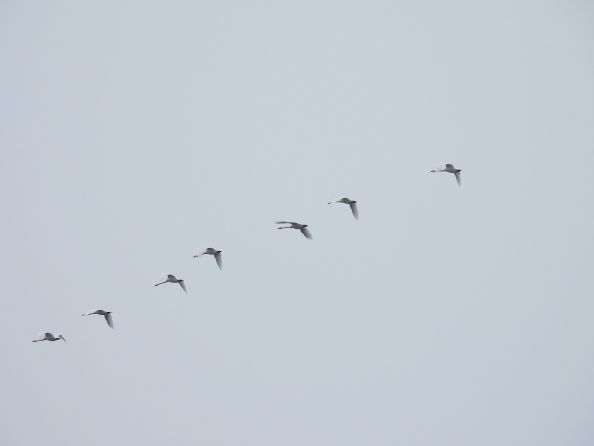 Tundra Swan (Whistling) - ML646421329