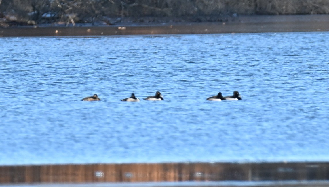 Ring-necked Duck - ML646421330