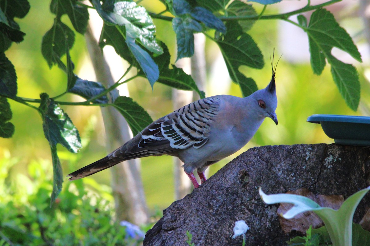 Crested Pigeon - ML646421331