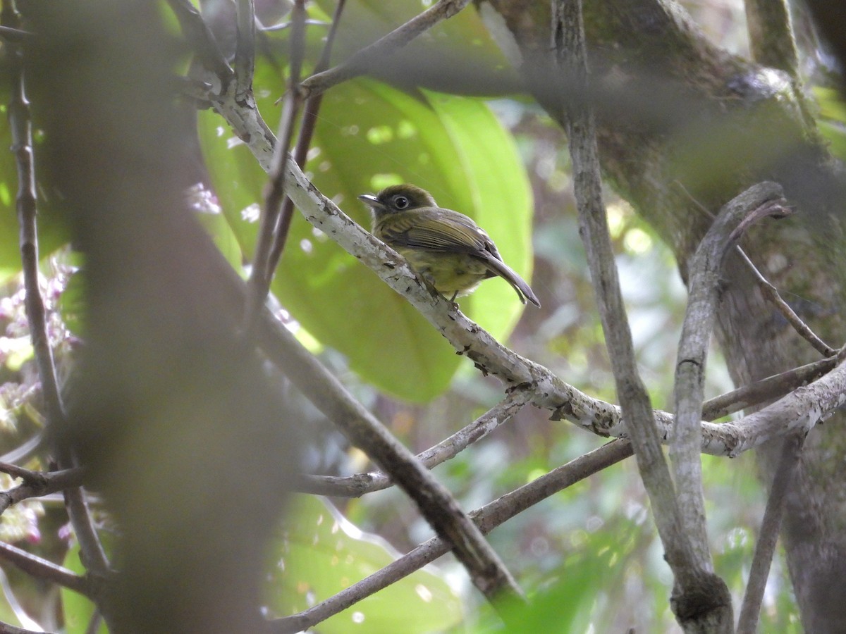 Eye-ringed Flatbill - ML646421332