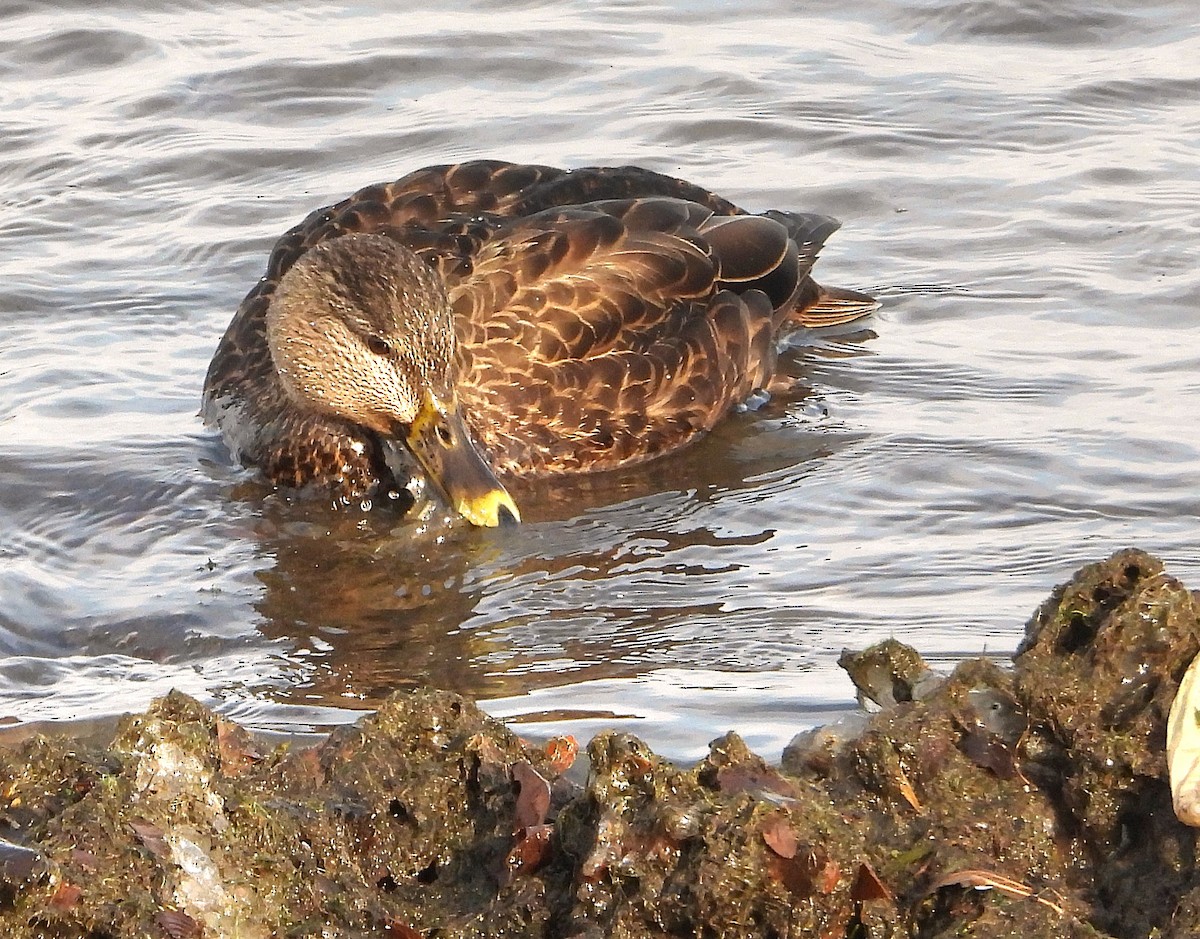American Black Duck - ML646421333