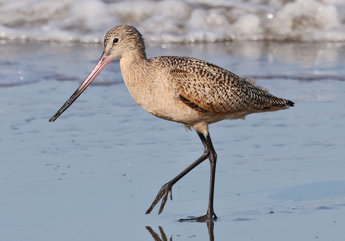 Marbled Godwit - ML646421334