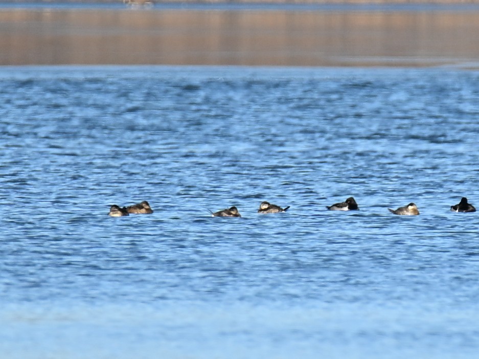 Schwarzkopf-Ruderente - ML646421335