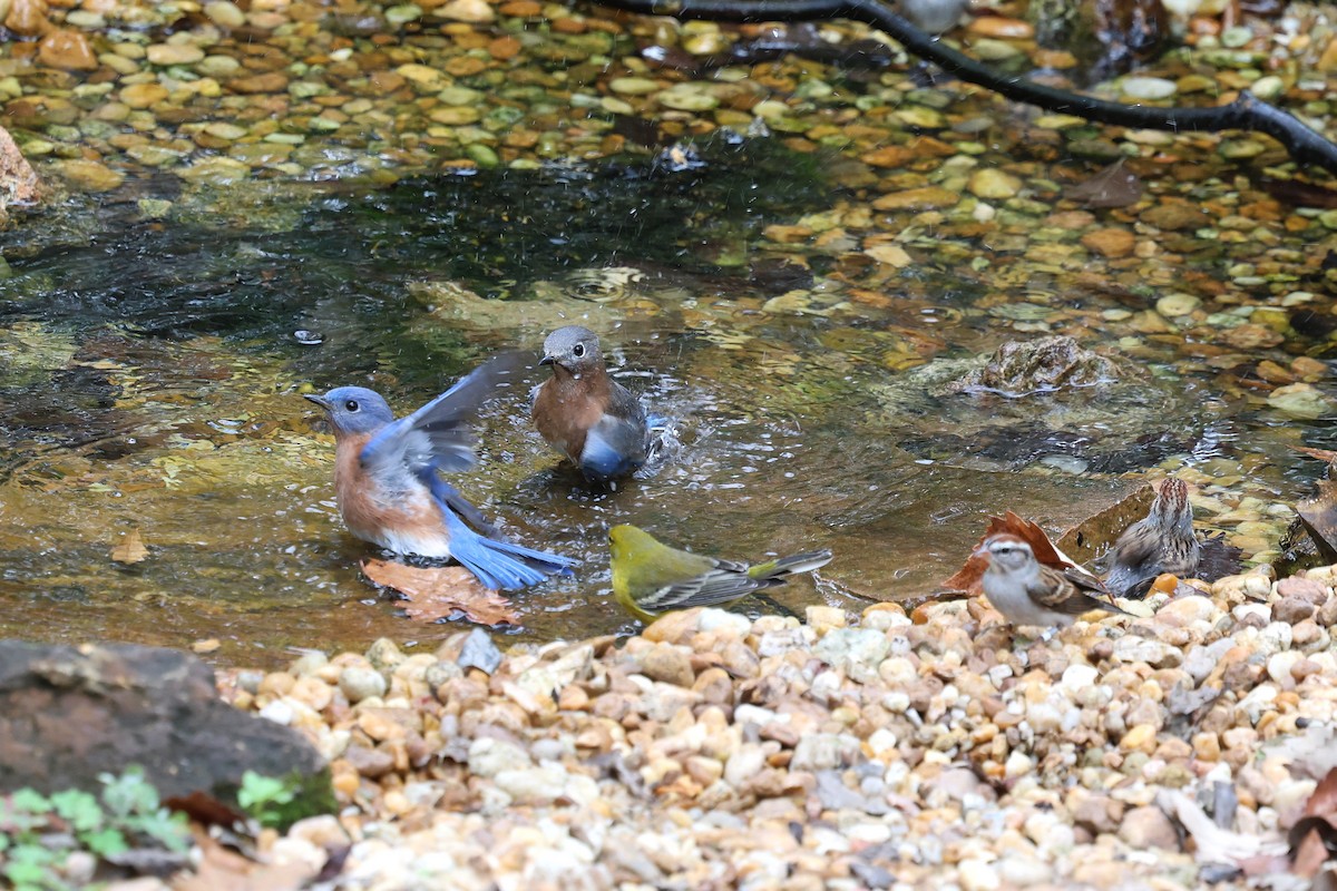 Kiefernwaldsänger - ML646421339