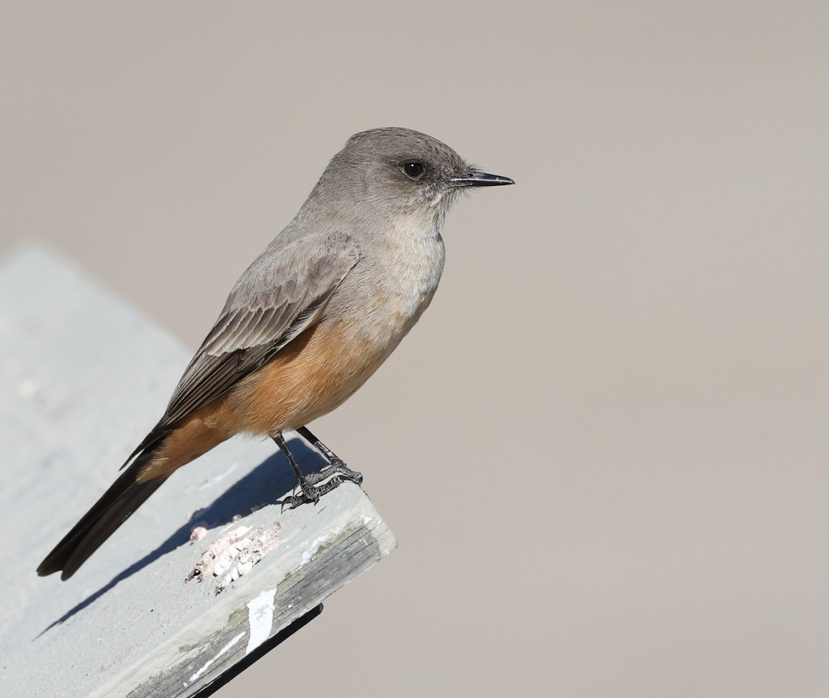 Say's Phoebe - ML646421340