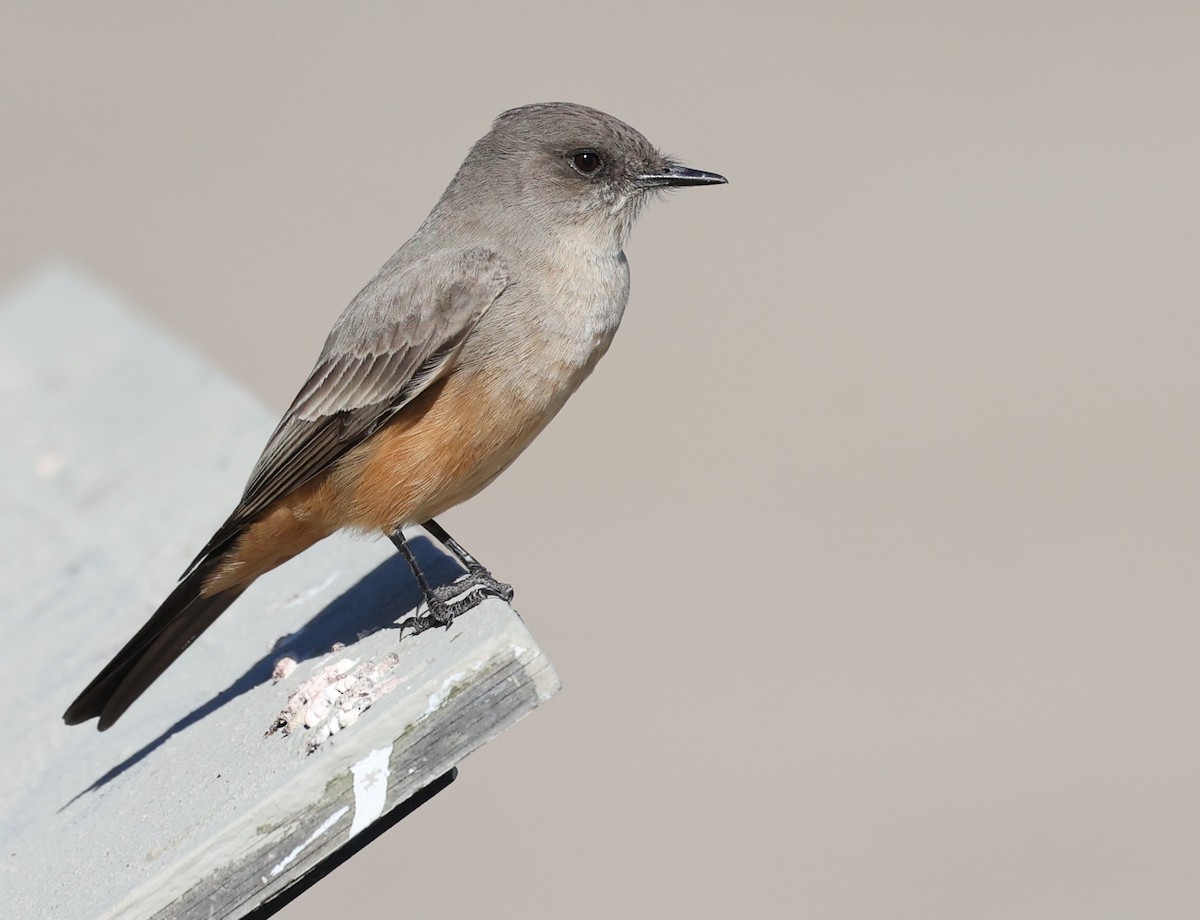 Say's Phoebe - ML646421341