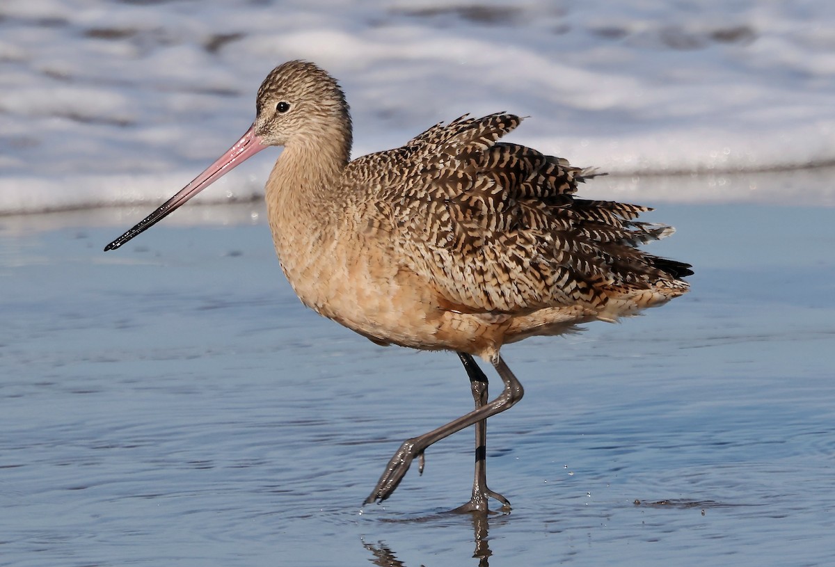 Marbled Godwit - ML646421342
