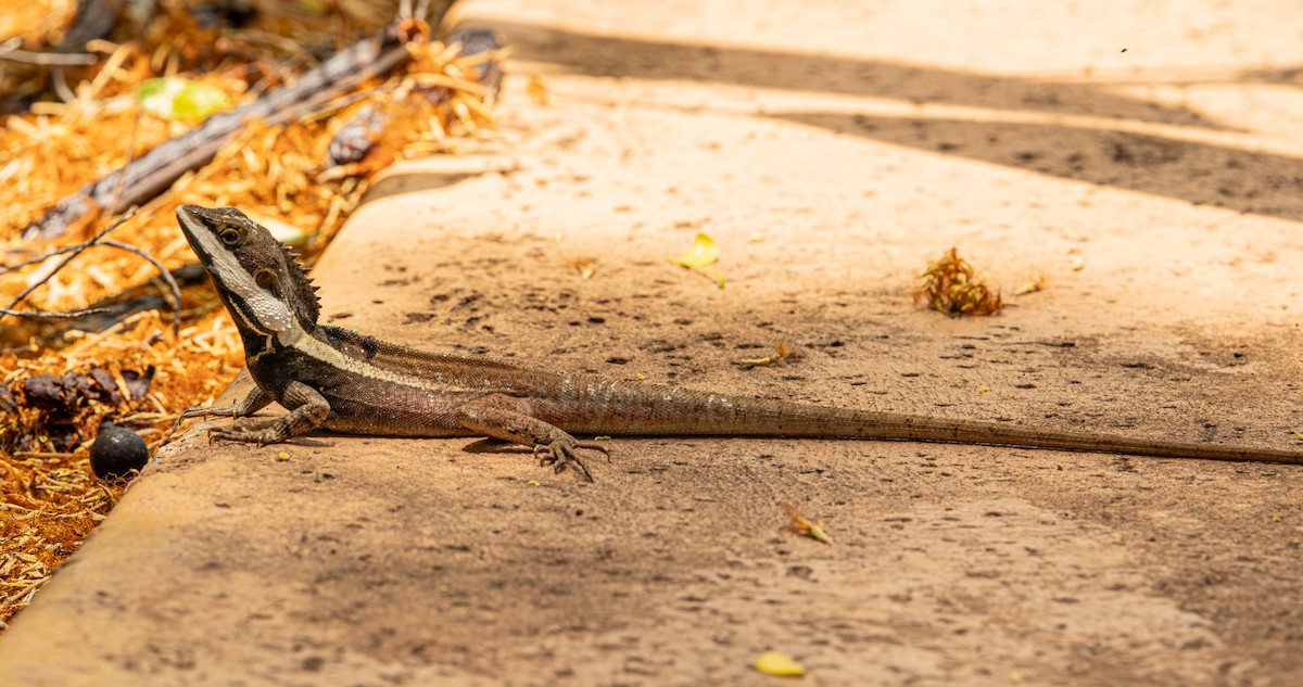 Northern Water Dragon - ML646421343