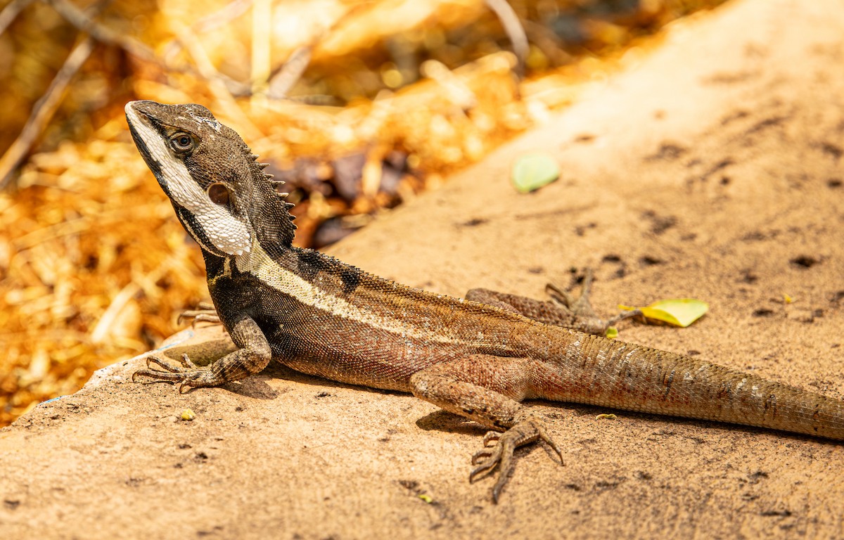 Northern Water Dragon - ML646421344