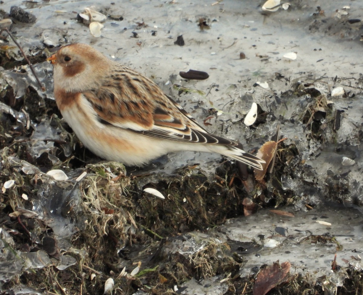 Snow Bunting - ML646421348