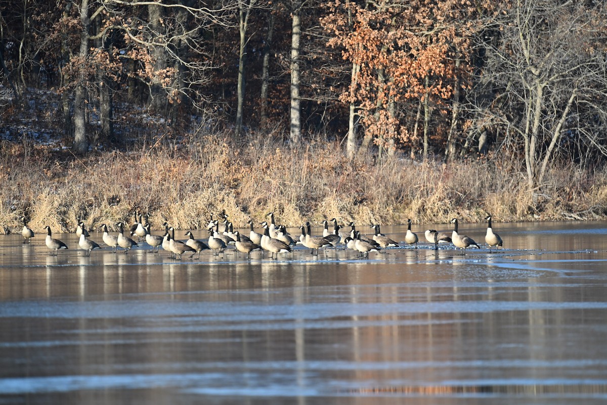 Canada Goose - ML646421349