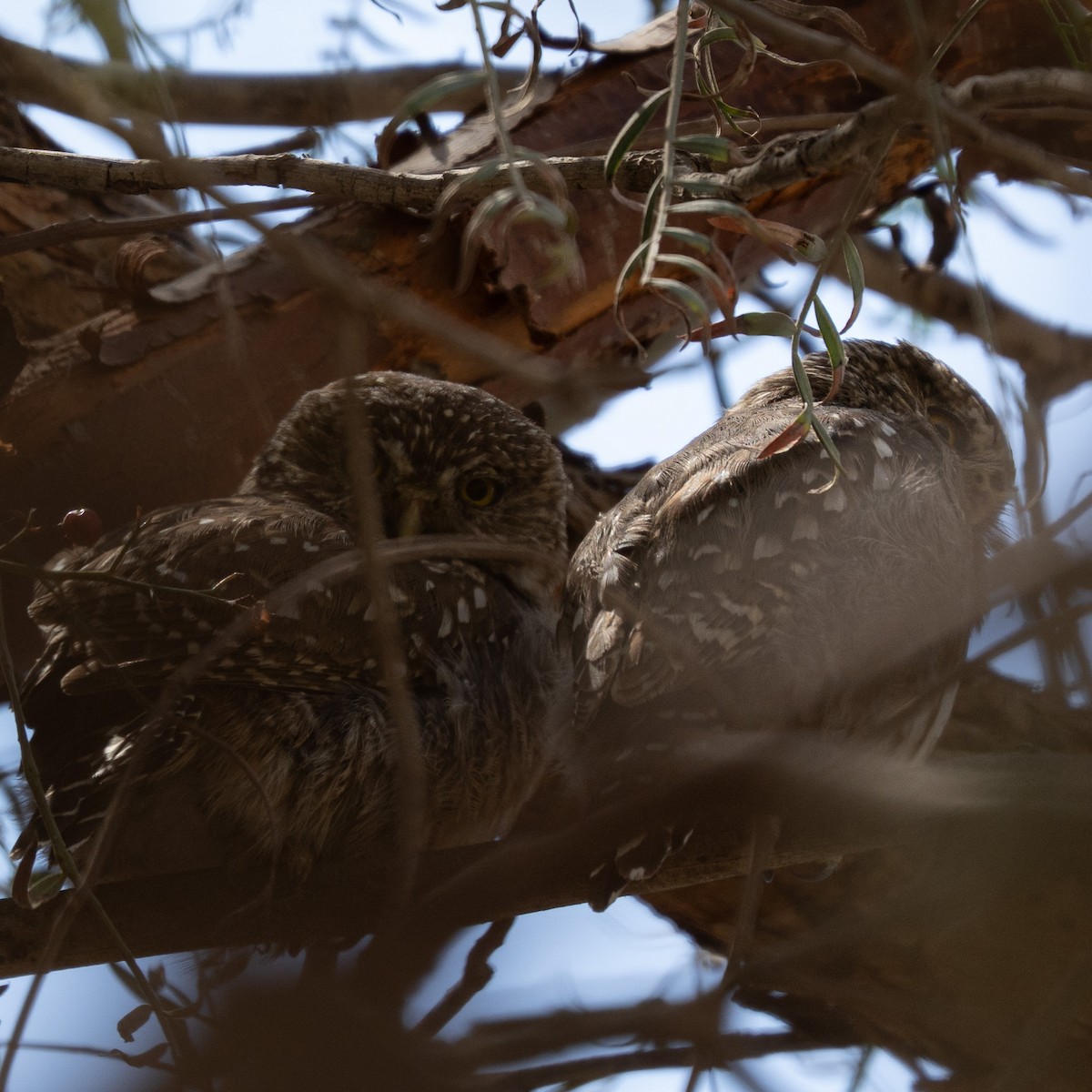 kulíšek peruánský - ML646421350