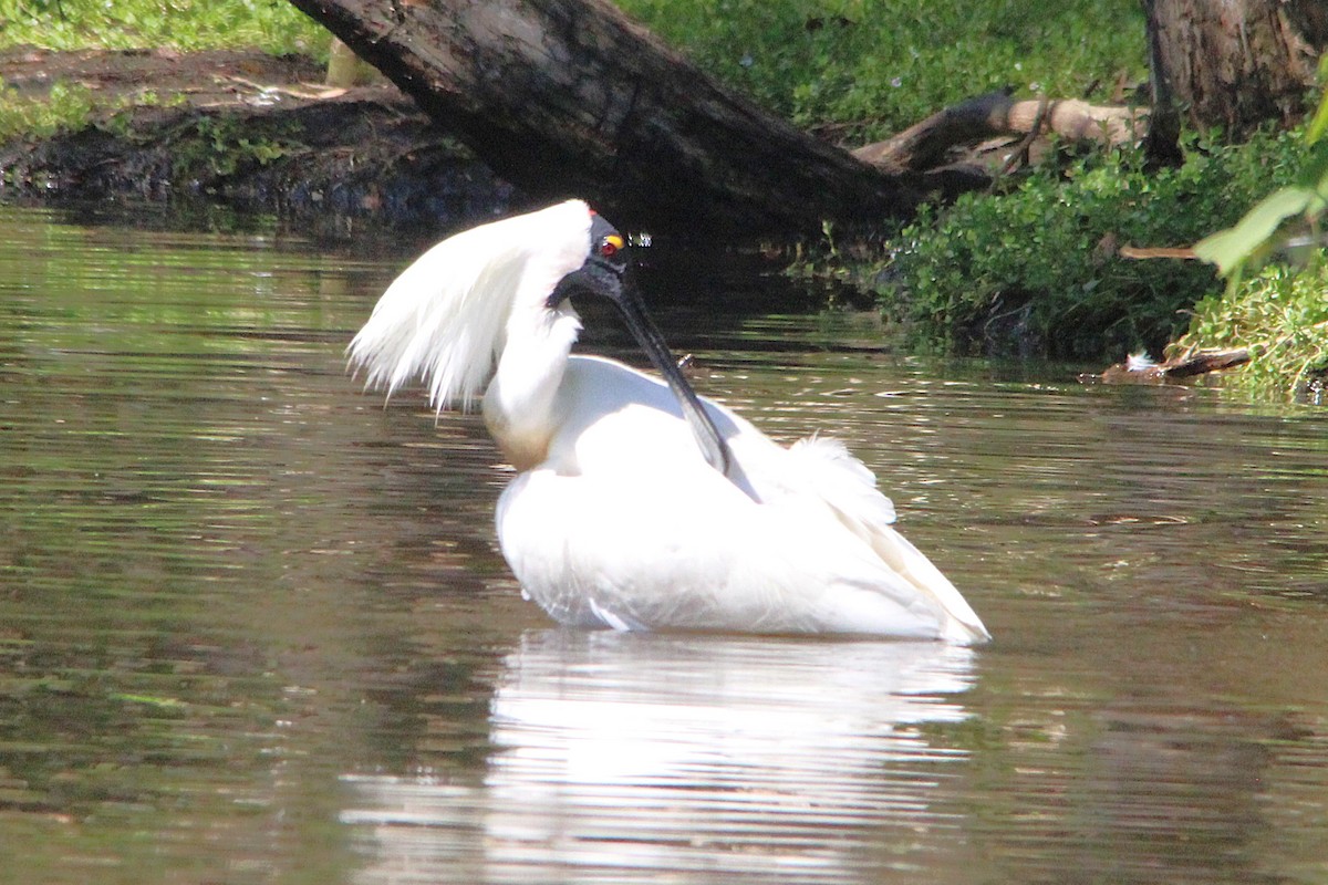 Royal Spoonbill - ML646421351