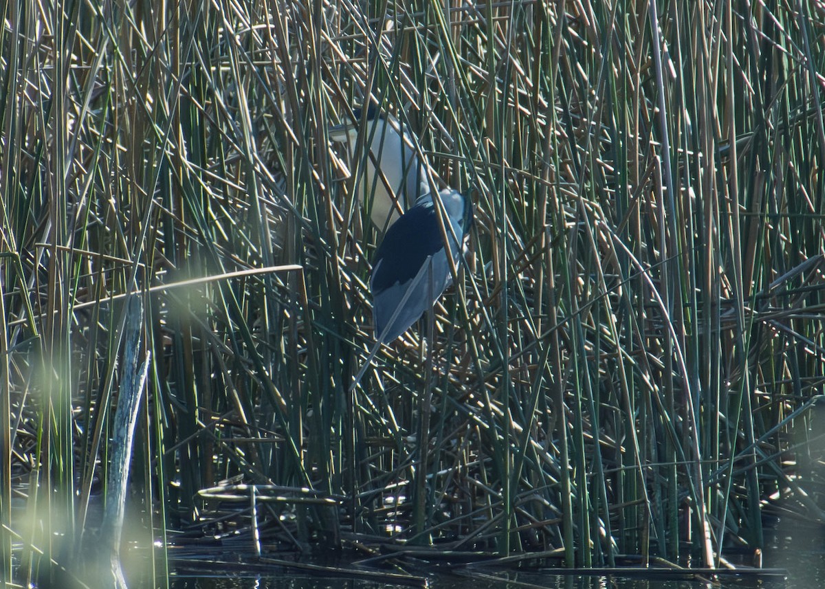 Black-crowned Night Heron - ML646421352