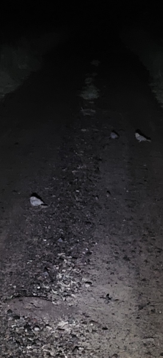 Scissor-tailed Nightjar - ML646421353